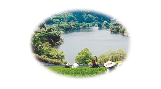 茶畑と名張川